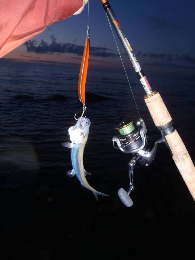 Mikon pikkukala gotlannissa